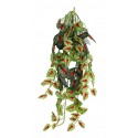 Pangea Hanging Bush - 24" Caladium