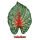 Pangea Hanging Bush - 24" Caladium