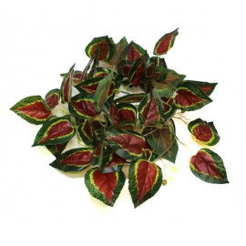 Pangea Leafy Vine - Red Coleus