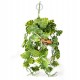 Pangea hanging plant - Green