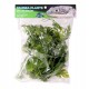 Pangea hanging plant - Green
