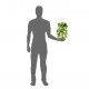 Pangea hanging plant - Green