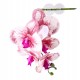Pangea Hanging Orchid - White and Pink