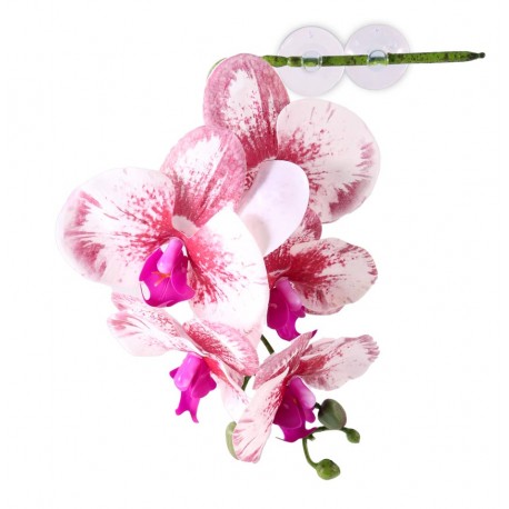 Pangea Hanging Orchid - White and Pink
