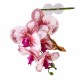 Pangea Hanging Orchid - White and Pink